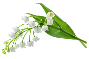  Lily of the Valley Bouquet isolated on transparent background png © KP