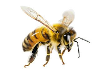 Close-up of a detailed bee with translucent wings and striped body isolated on a transparent background.