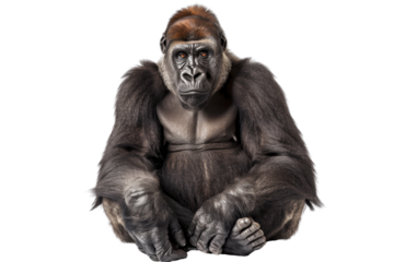 Close-up of a gorilla sitting with a serious expression, showcasing its powerful and majestic presence, isolated on a transparent background.