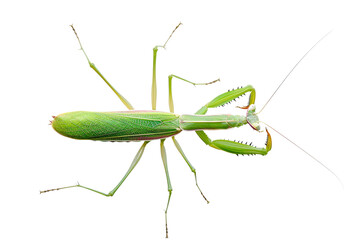 Close-up of a green praying mantis isolated on a transparent background. The insect displays detailed features and vibrant color.
