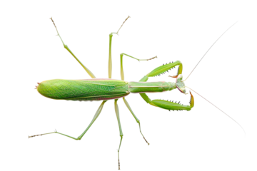 Close-up of a green praying mantis isolated on a transparent background. The insect displays detailed features and vibrant color.