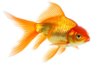 Close-up of a vibrant goldfish with flowing fins, swimming gracefully against a transparent background. Perfect for aquatic, pet, and nature themes.