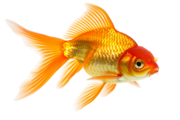 Close-up of a vibrant goldfish with flowing fins, swimming gracefully against a transparent background. Perfect for aquatic, pet, and nature themes.