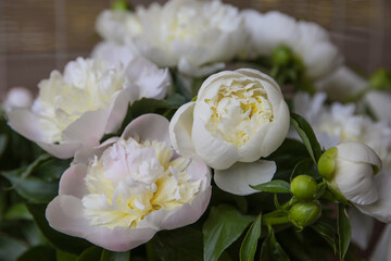 Blurred floral background. A bouquet of white peonies.
