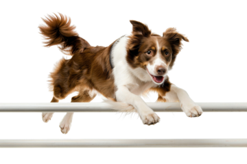 Energetic brown and white border collie dog jumping over an agility hurdle, showcasing athleticism and excitement in pet sports.