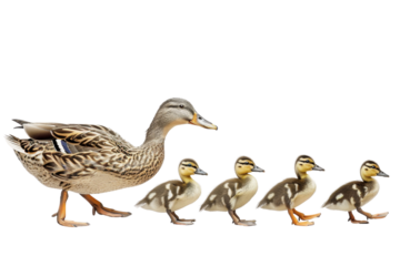 Mother duck leading five ducklings in a row, isolated on transparent background. depicting family and nature.