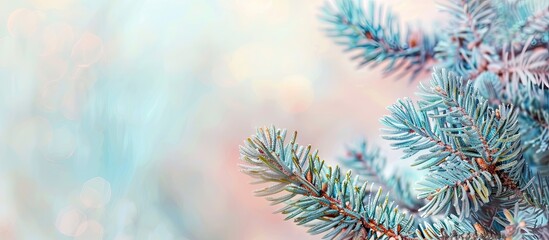 Spines on spruce needles in winter pastel background. Copy space image. Place for adding text and design