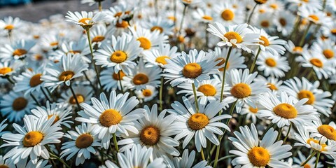 Fototapeta premium a field of bright snow-white flower daisies