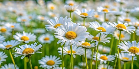 Fototapeta premium a field of bright snow-white flower daisies