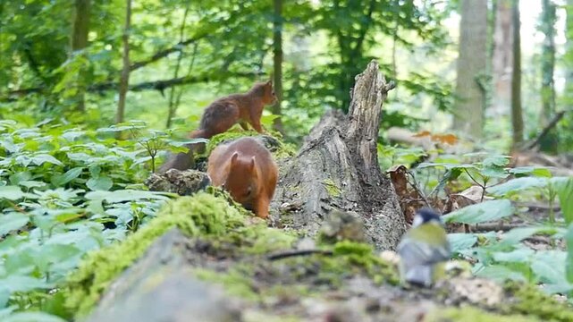red squirrel eating and a bird came to pick food and fly while other squirrels playing behind