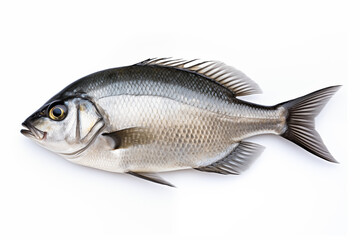 Obraz premium black bream fish isolated on a white background