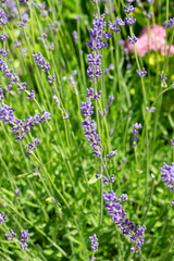 lavender flowers in the field