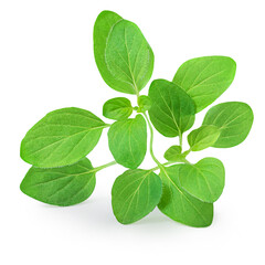 Marjoram isolated. Oregano  leaves on white background. Fresh sweet marjoram herb close up.