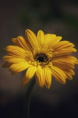yellow gerbera flower