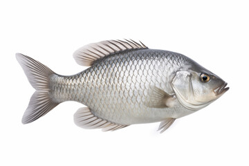 Nile tilapia fish isolated on a white background