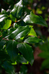 close up of a green leaves