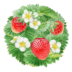 Red strawberry with white flowers circle, round background. Bush hand drawn watercolor illustration. Food art, fresh botanical realistic painting. Summer berry clipart for restaurant menu, packaging