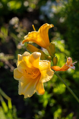 yellow flower in the garden