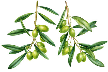 Olive branch with olives on white background. Olive twig Watercolor. Hand drawn Illustration for greeting card printing  © Hanna