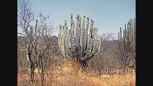 CHIAPAS, MEXICO - circa 1970: tall cactus plants with tourists visiting Chiapas countryside. Archival of Mexico in South America in 1970s.