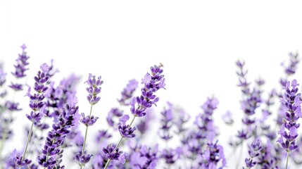 Obraz premium Purple lavender flowers in full bloom on a white background.