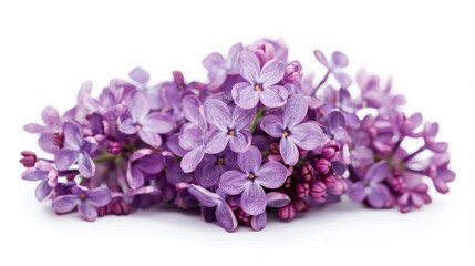 Close-up of fragrant lilacs in a spring garden
