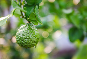 Fresh bergamot fruit  and rain drop on bergamot tree in morning