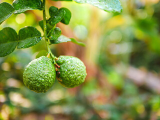 Fresh bergamot fruit  and rain drop on bergamot tree in morning