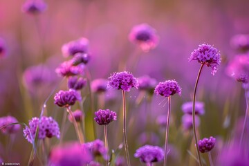 Purple verbena bonariensis flowers in a beautiful garden