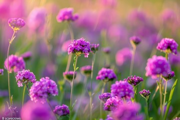 A beautiful verbena bonariensis garden with purple flowers