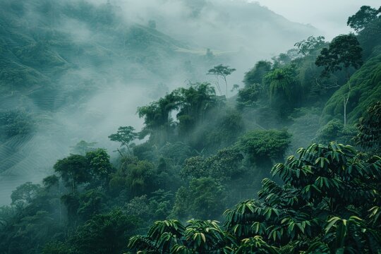 In the rain forest of Thailand, there is an evergreen misty forest in a foggy morning