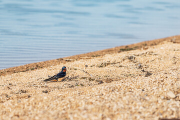 Close-up of a beautiful barn swallow perched near a river, showcasing its colorful feathers.