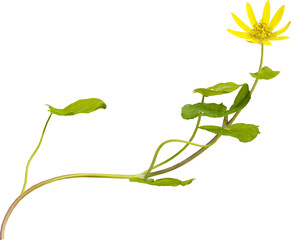 Side view of Ficaria Verna plant with yellow flower - Pilewort