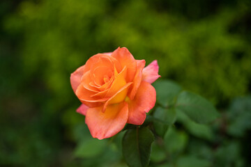Orange rose on a blurred green background