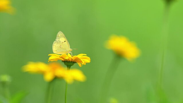 黄色い花の咲く花畑で集密するモンキチョウ