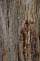 Wood texture. Surface of teak wood background for design and decoration