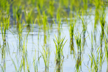 Green rice field close-up, sunlight