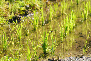 Green rice field close-up, sunlight