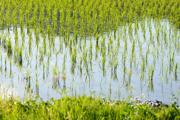 Green rice paddy field plantation in Asia