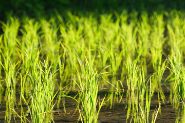 Green rice field close-up, sunlight