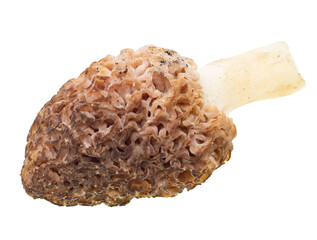 fresh morel mushrooms on white background.