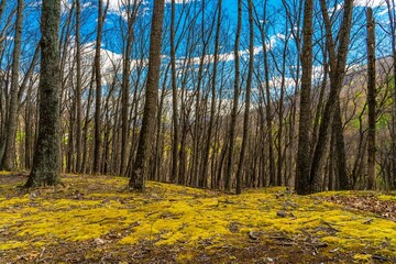 Scenic forest with bare trees and a vibrant moss-covered ground under a blue sky. West Virginia