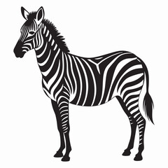 zebra isolated on white background