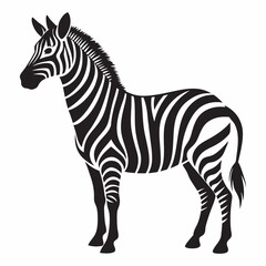 zebra vector illustration