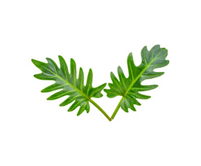 green leaf transparent png