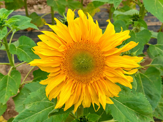 Fototapeta premium Blooming sunflower farm field, big bright yellow sunflower, agriculture concept harvest. Growing seeds for oil