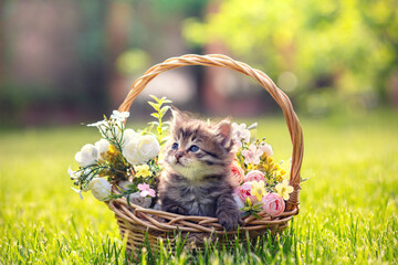 Little kitten sitting in a basket on the grass with flowers in the summer garden © vvvita