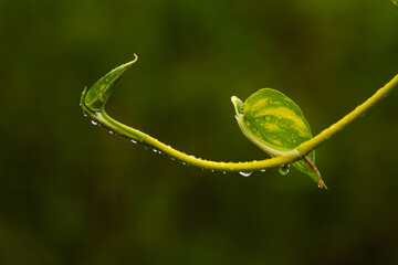 Raindrops on a money plany
