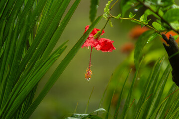 Raindrops dripping off a shoe flower