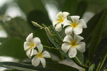 raindrops on a frangipani flowers bloom